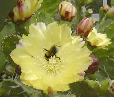 Flowering cactus.jpg (11364 bytes)