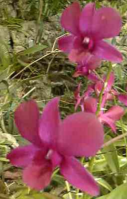 Orchids.jpg (12322 bytes)